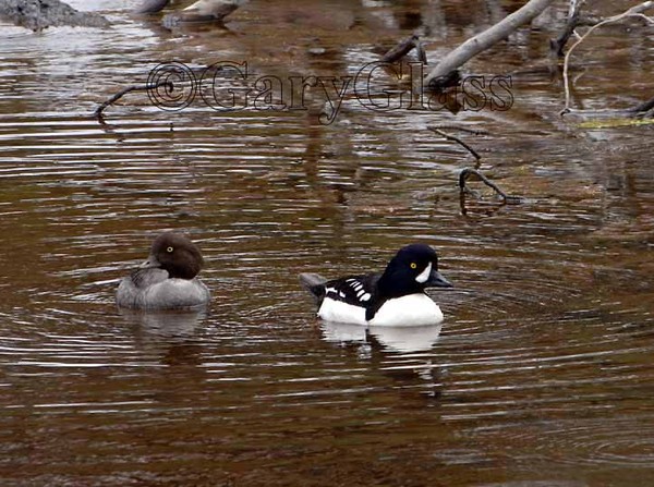 Mr and Mrs Barrows Goldeneye