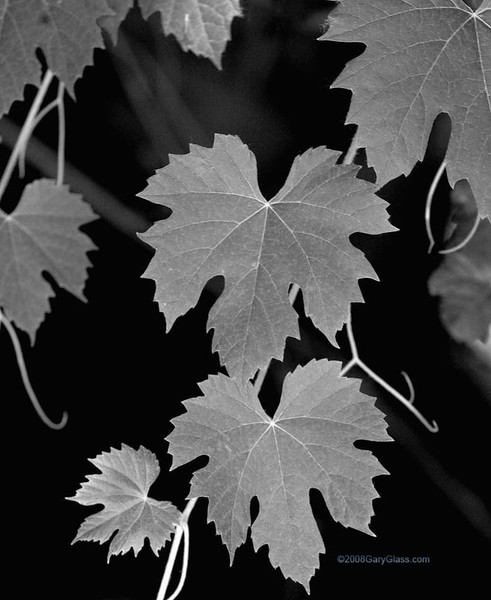 Leaves and Vine