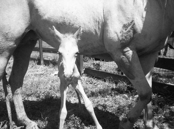 Palimino Foal and Mare