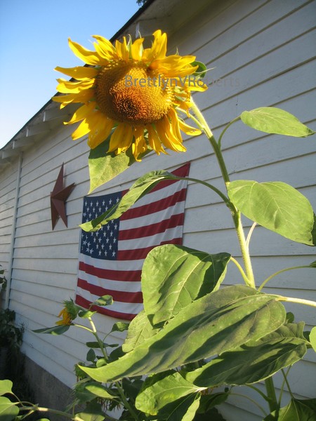 Independence 