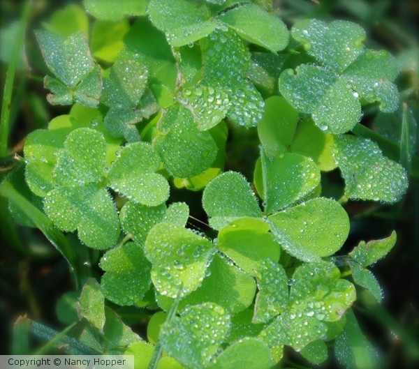 Green diamonds