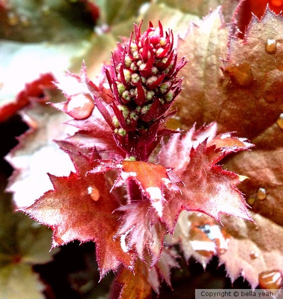 red heuchera in bud