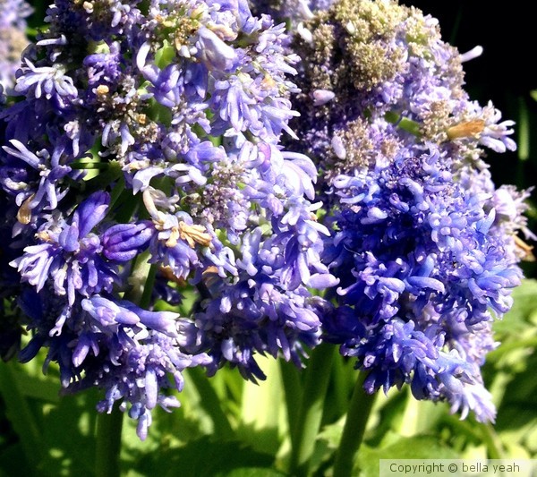 shaggy ageratum