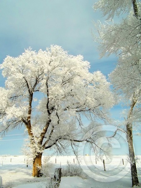 Colorado Winter Morning III