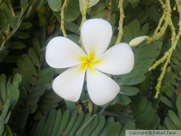 Gul-e-Cheen (Plumeria).