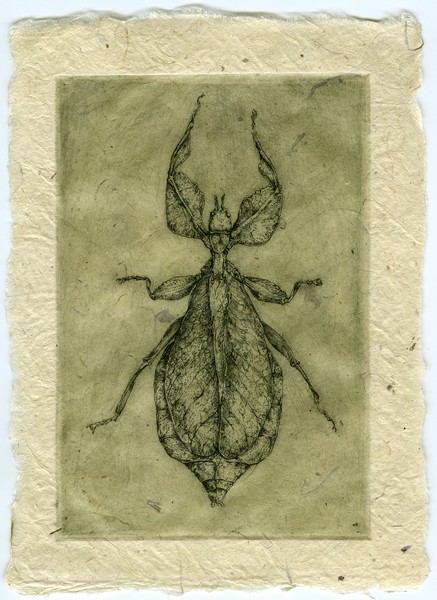 Leaf Bug, 2006