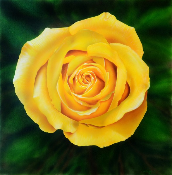 Yellow Rose