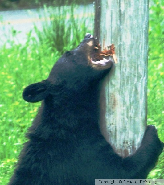 HUNGRY BEAR