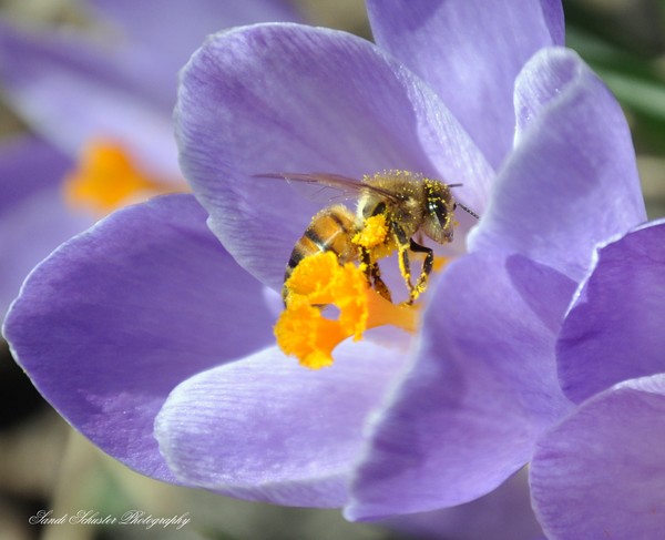 Honey Bee