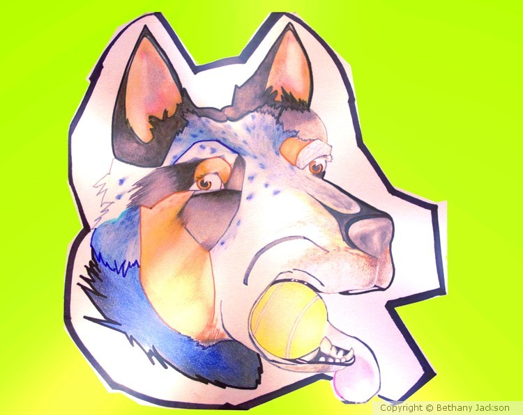 Blue Heeler Comission III
