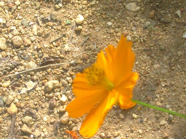yellow flowers