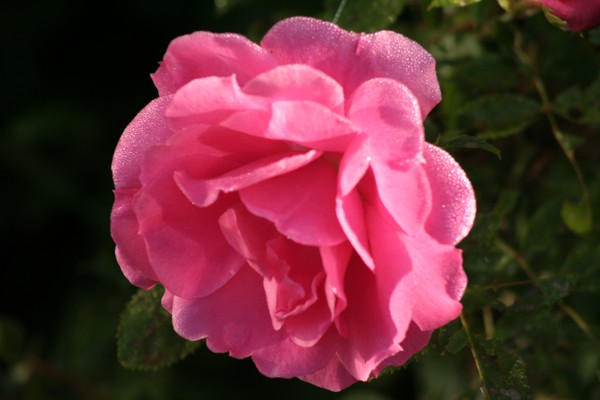 HAPPY MOTHER'S DAY-FRANCE