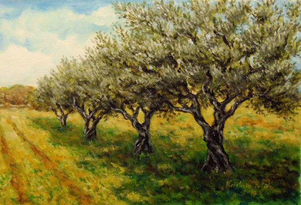Olive trees