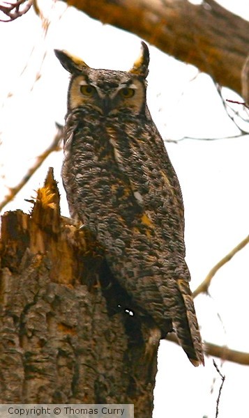 Daddy Hooter at the Nest