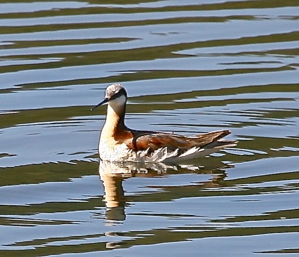 Wader