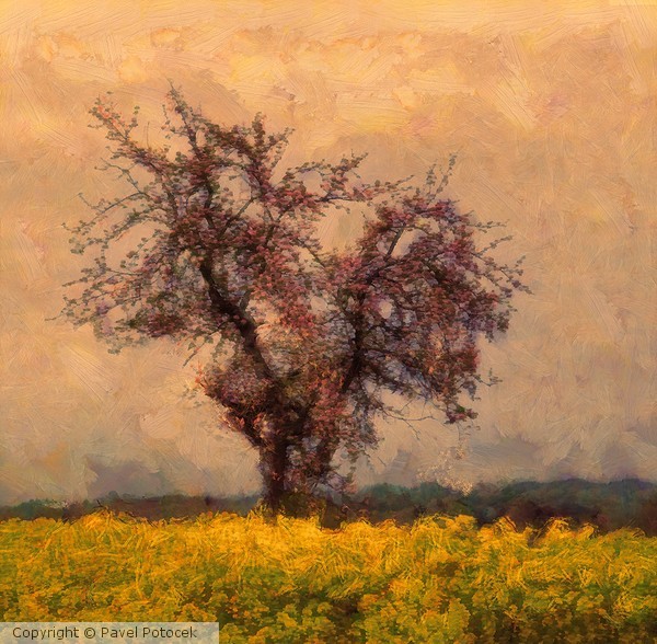 Tree in the sun