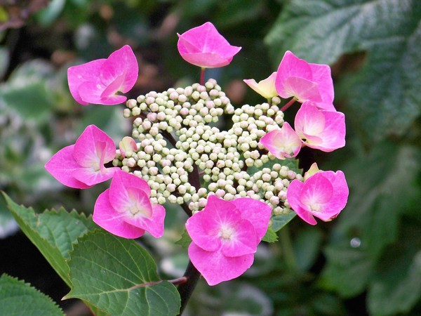 HYDRANGEA 2 (some weeks later)