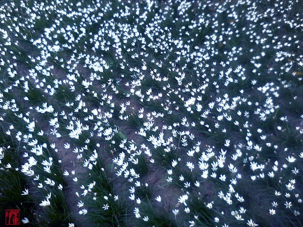 flower sea