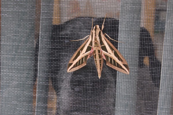 Barney and the Moth