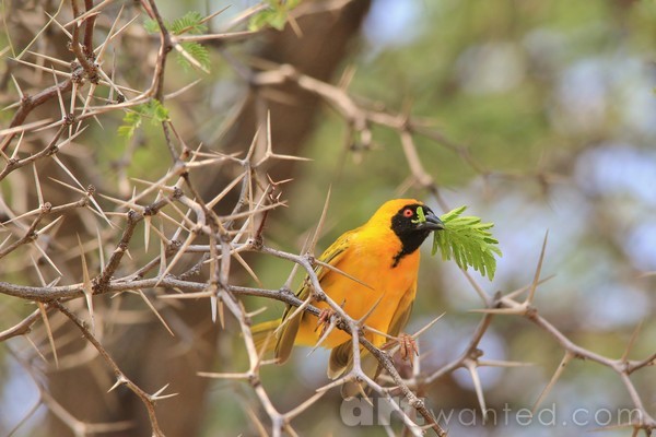 Golden Masked Weaver - Peace Symbol