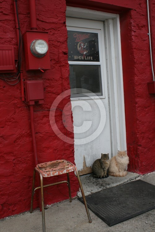 2 Cats in a Doorway with Door