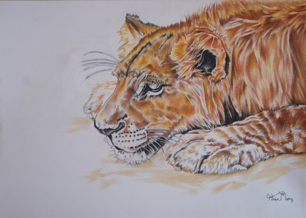 watchful lion