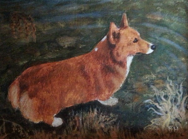corgi at the pond