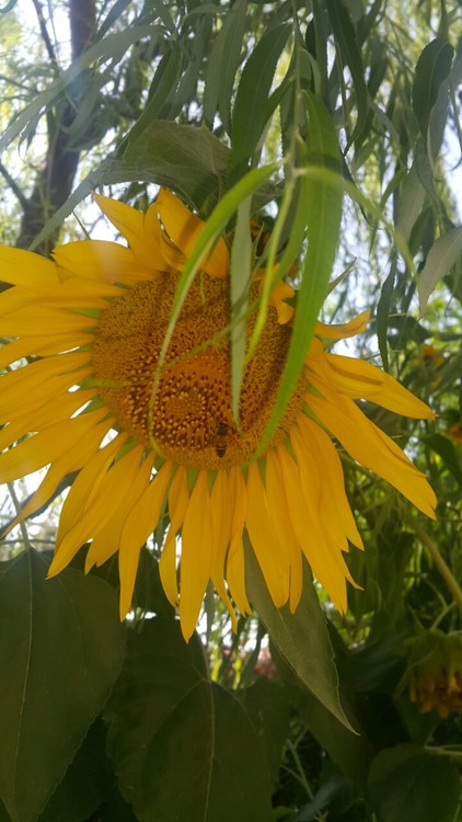 BEE ON SUNFLOWER
