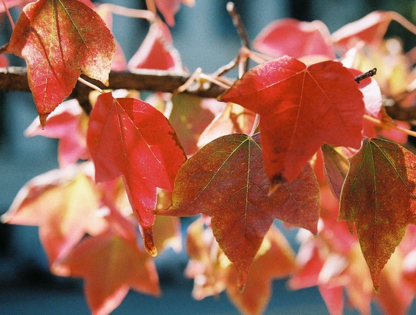 Fall #2