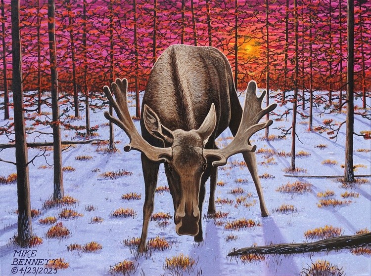 Moose at Yellowstone in Winter