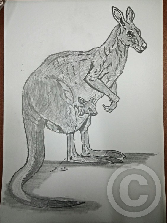 kangooroo