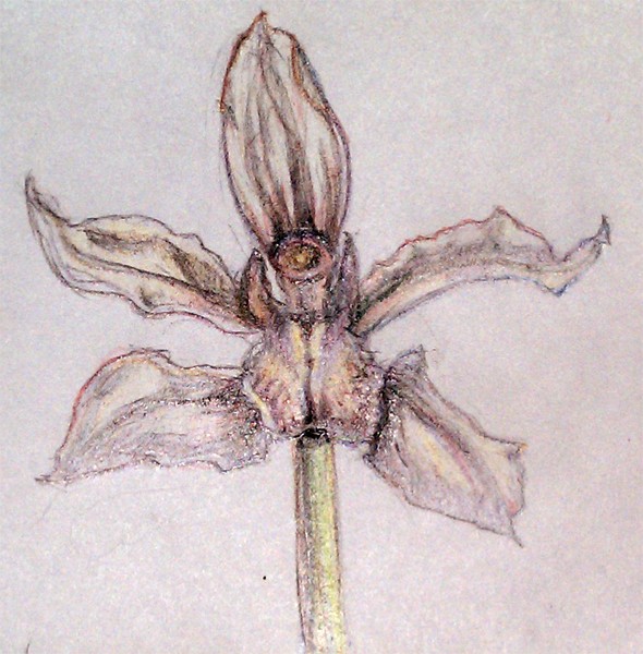 Orchid Drawing
