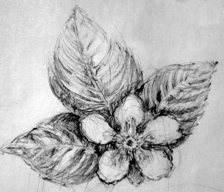 Wild Blackberry Sketch