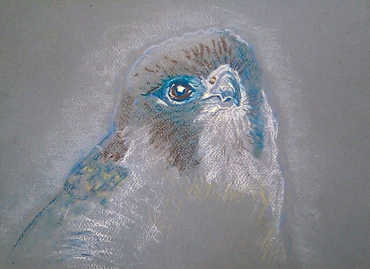 African Peregrine Falcon Drawing