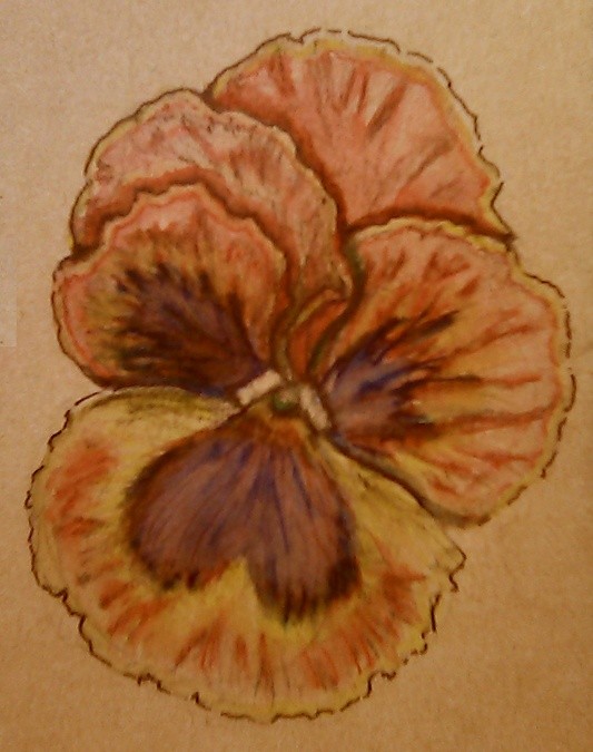 Pansy Watercolor