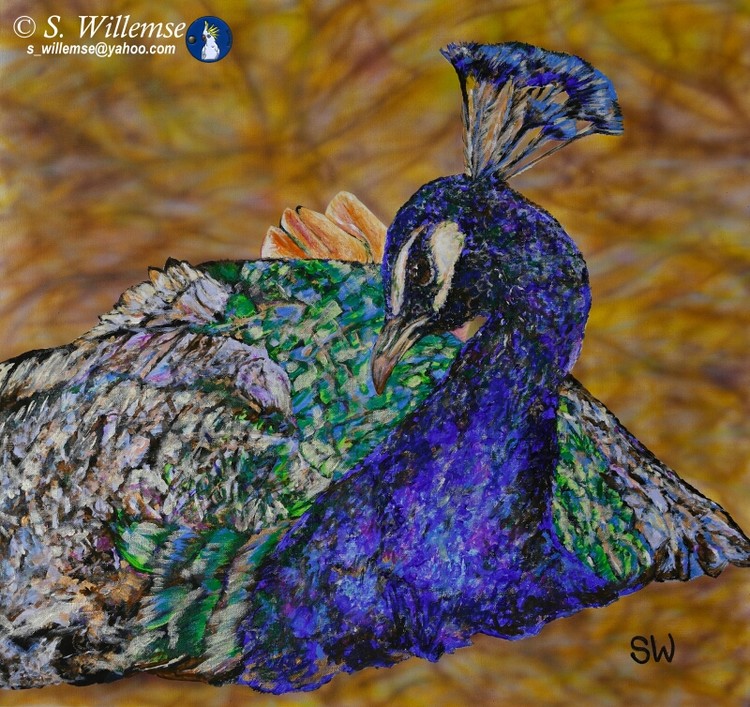 Peacock Art Australian Birds Susan Willemse