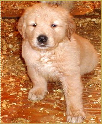 My cute puppy maxi