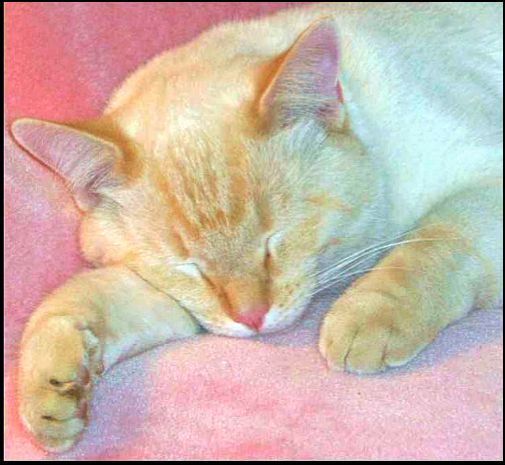 Soft n Pink & Fuzzy