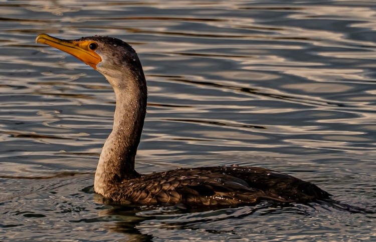 Cormorant - November 20 2025