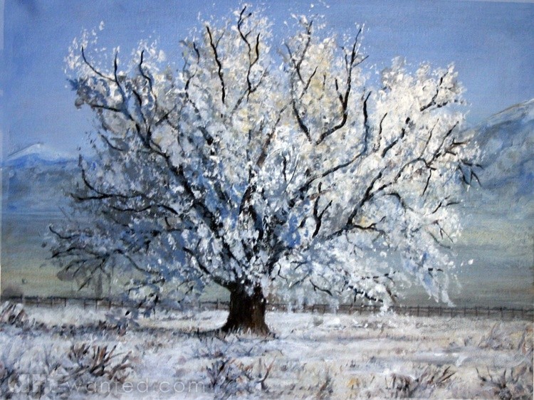 Old Cottonwood tree