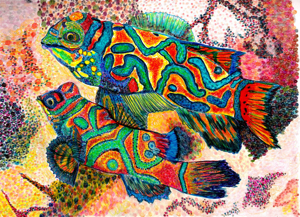 Mandarin Fish