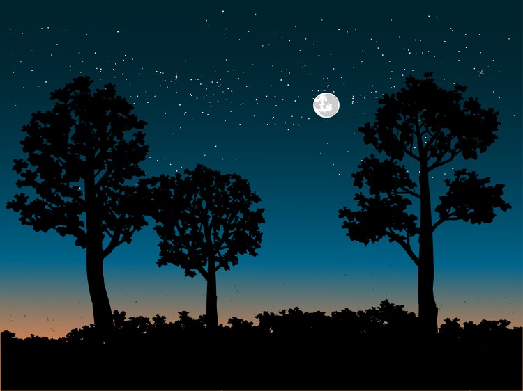 Forest night