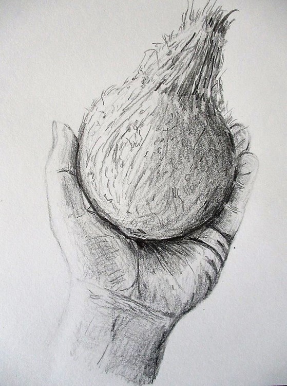 coconut palm