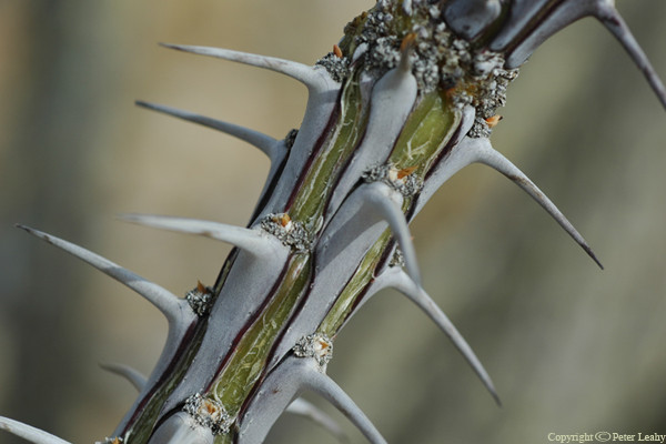 Ocotillo Branch Closeup