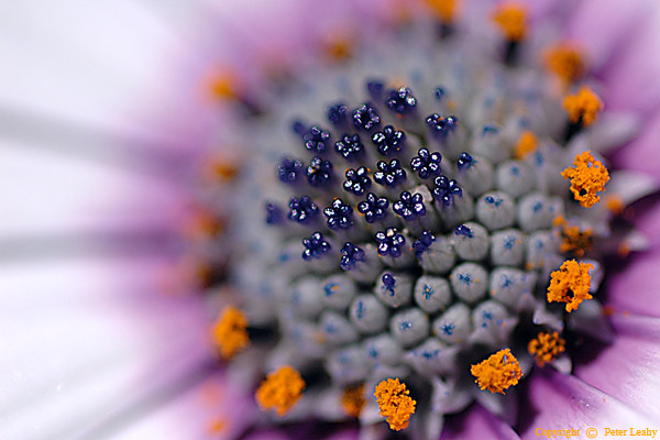 Daisy Close Up
