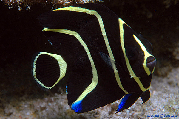 Juvenille French Angelfish