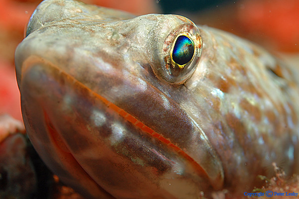 Sand Diver