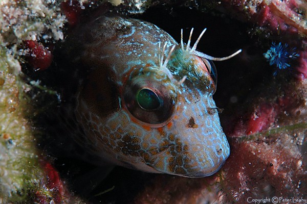 Seaweed Blenny