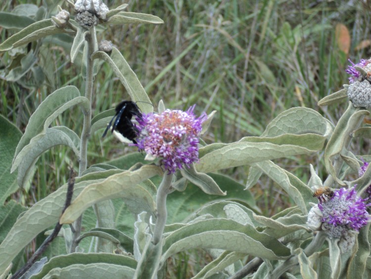 Ecological Reserve of the Imperial Chapada