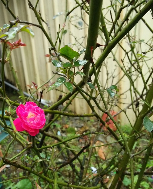it's raining thorn